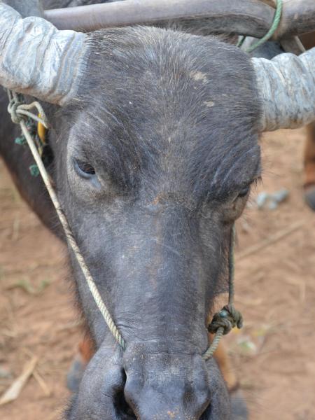 Water Buffalo (Cambodia)