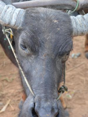Water Buffalo (Cambodia) Water Buffalo (Cambodia)