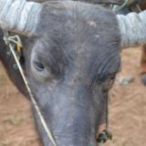 Water Buffalo (Cambodia)