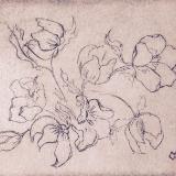 Garden Series: *Hellebore blossoms dry-point 4"x5"