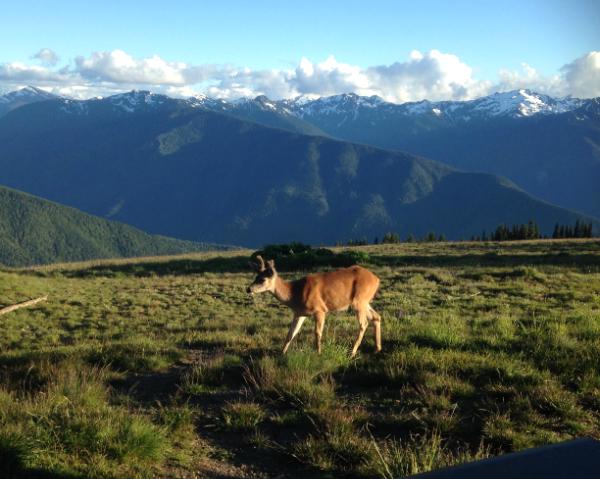 Hurricane Ridge (Olympic Peninsula) with deer