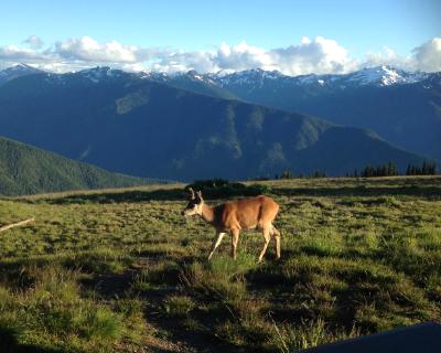 Hurricane Ridge (Olympic Peninsula) with deer