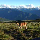 Hurricane Ridge (Olympic Peninsula) with deer