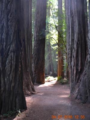 Redwood Path Redwood Path