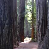 Redwood Path