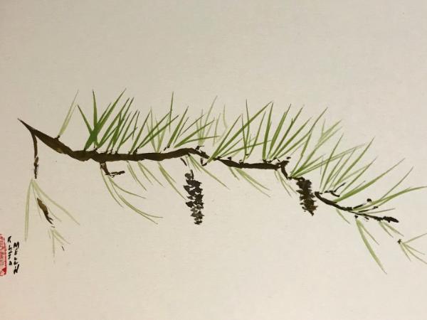 White Pine Branch (available)