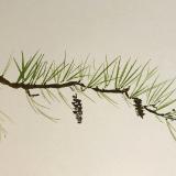 White Pine Branch (available)