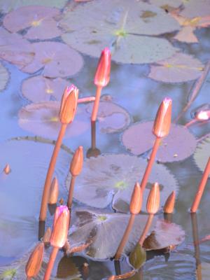 Water Lily Buds, Ayutthaya, Thailand Water Lily Buds, Ayutthaya, Thailand