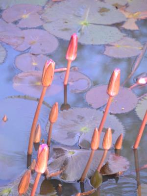 Water Lily Buds, Ayutthaya, Thailand