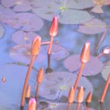 Water Lily Buds, Ayutthaya, Thailand