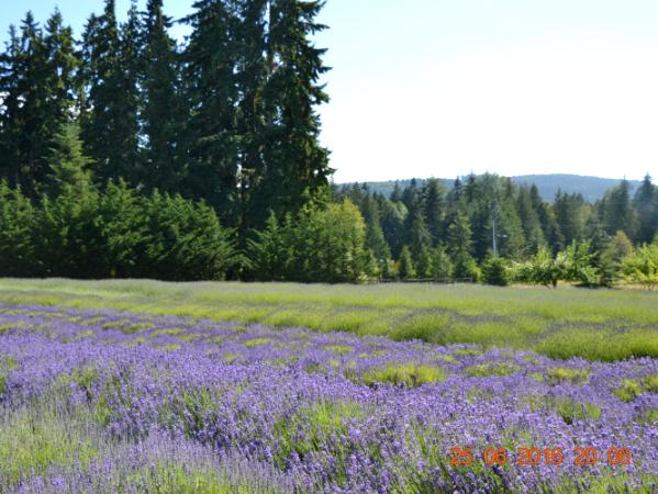 Lavender Fields, Sequim, WA