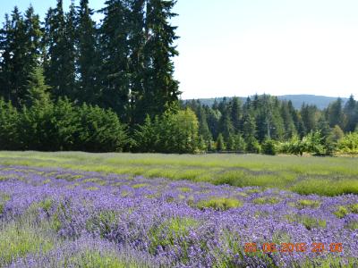 Lavender Fields, Sequim, WA Lavender Fields, Sequim, WA