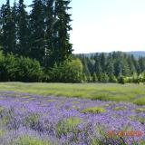 Lavender Fields, Sequim, WA