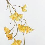 Autumn Gingko (private collection)