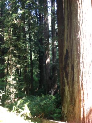 Redwood Forest Redwood Forest