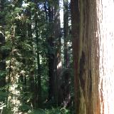 Redwood Forest