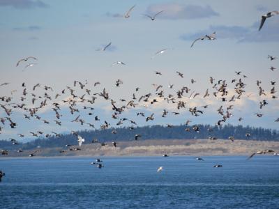 Port Townsend Shore 