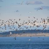 Port Townsend Shore 