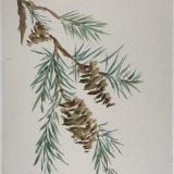 Spruce Branch (sold) 16x20"
