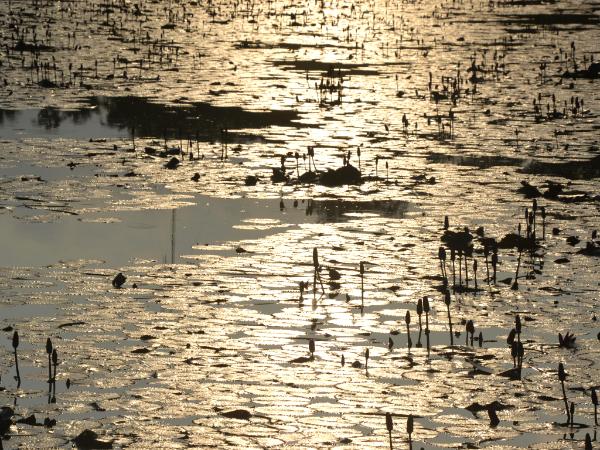 Reflections, Ayutthaya 