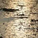 Reflections, Ayutthaya 