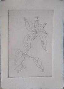 *Winter Series: Poinsettia   drypoint