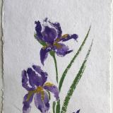 28x20"  Garden Irises