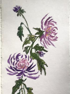 Purple Mums 28x20 Purple Mums 28x20