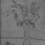 Lilacs, rotary etching and dry point on zinc plate