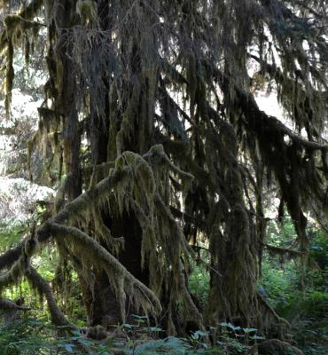 Hoh Rain Forest