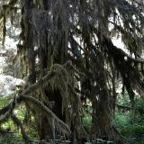 Hoh Rain Forest