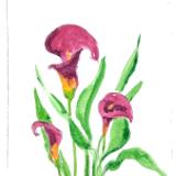 Garden Series: Calla Lily  drypoint ((sold)edition still available)