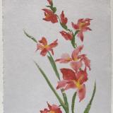 28x20" Gladiolus
