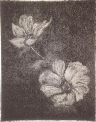 *Anemones (white), Mezzotint