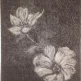 *Anemones (white), Mezzotint