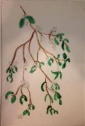 *Winter Series: Mistletoe  drypoint