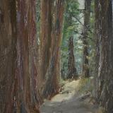 *Redwood Path, Strout Grove 12 x9 (available)