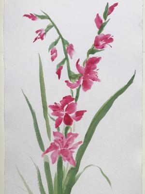 36x24"Raspberry Glads 36x24"Raspberry Glads