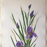 36x24" Irises(24x36")