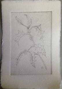 *Winter Series: Holly  drypoint