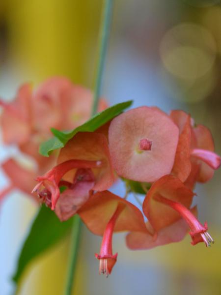 Chiang Mai Flower