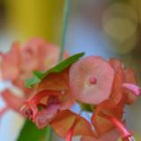 Chiang Mai Flower