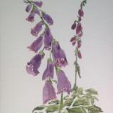 16x12" Fox Glove (private collection)