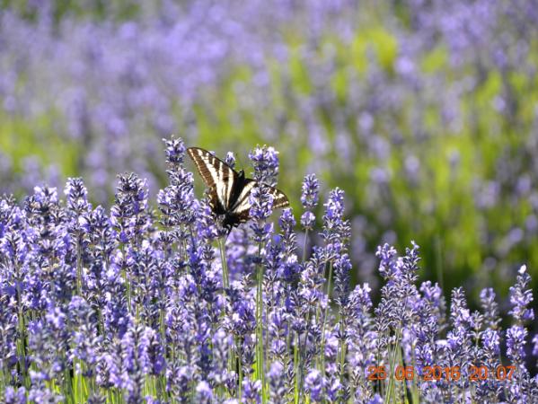Lavender Fields (Sequim, WA) with butterfly