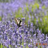 Lavender Fields (Sequim, WA) with butterfly