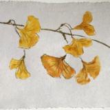 Golden Gingko 20x28"(private collection)