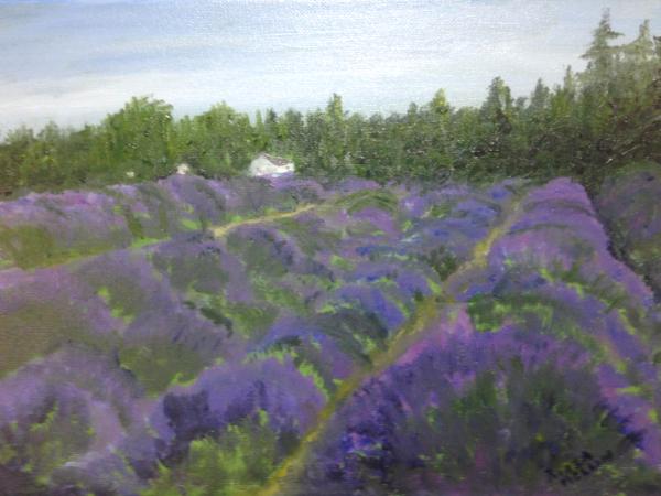 *Lavender Field: Sequim, Olympia Peninsula, WA. (sold)