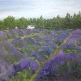 *Lavender Field: Sequim, Olympia Peninsula, WA. (sold)