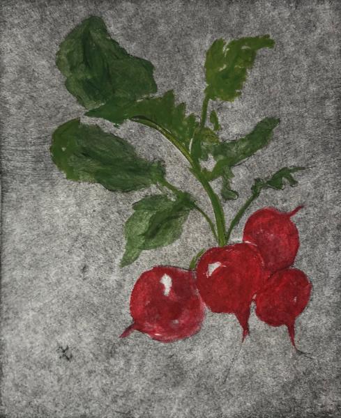 Garden Series: Radishes (dry point, hand colored watercolor)