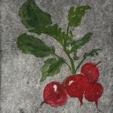 Garden Series: Radishes (dry point, hand colored watercolor)